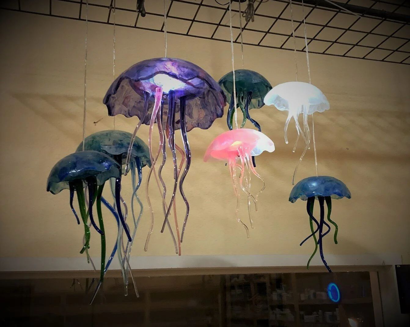 Jellyfishsizes.jpg
