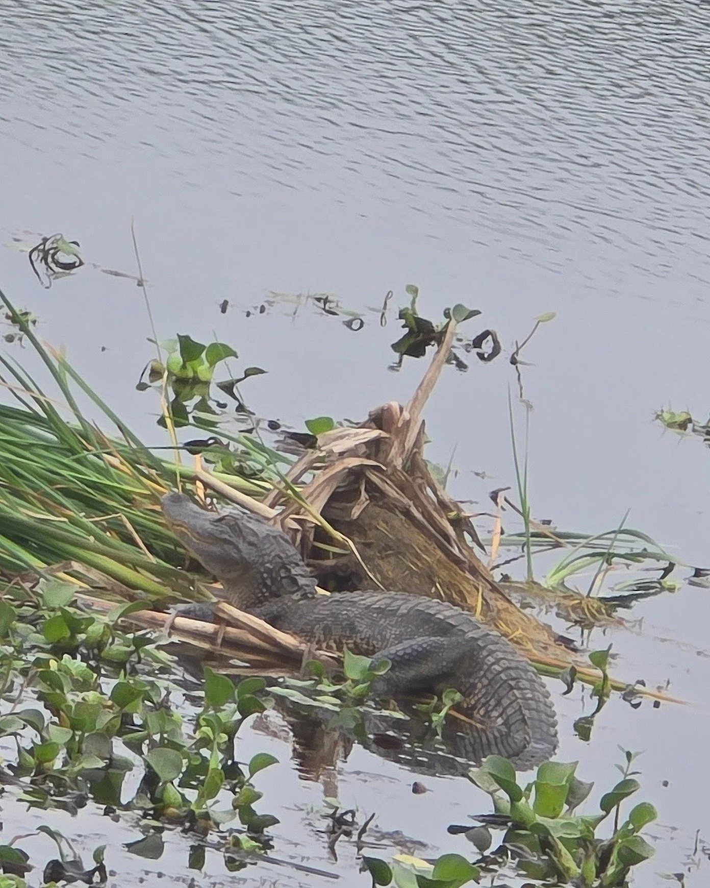 #gator @brazosbendstatepark