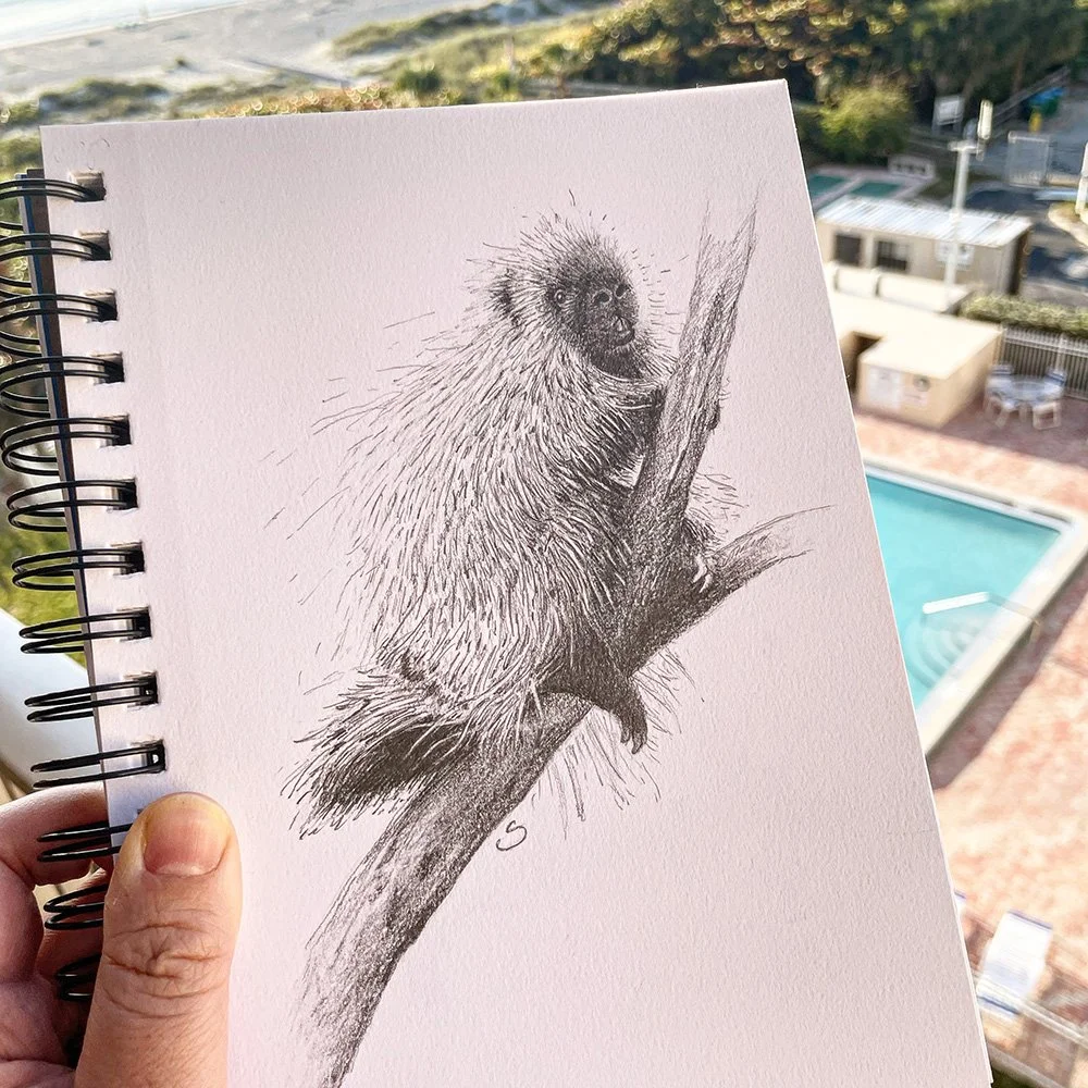 43-porcupine-ig.jpg