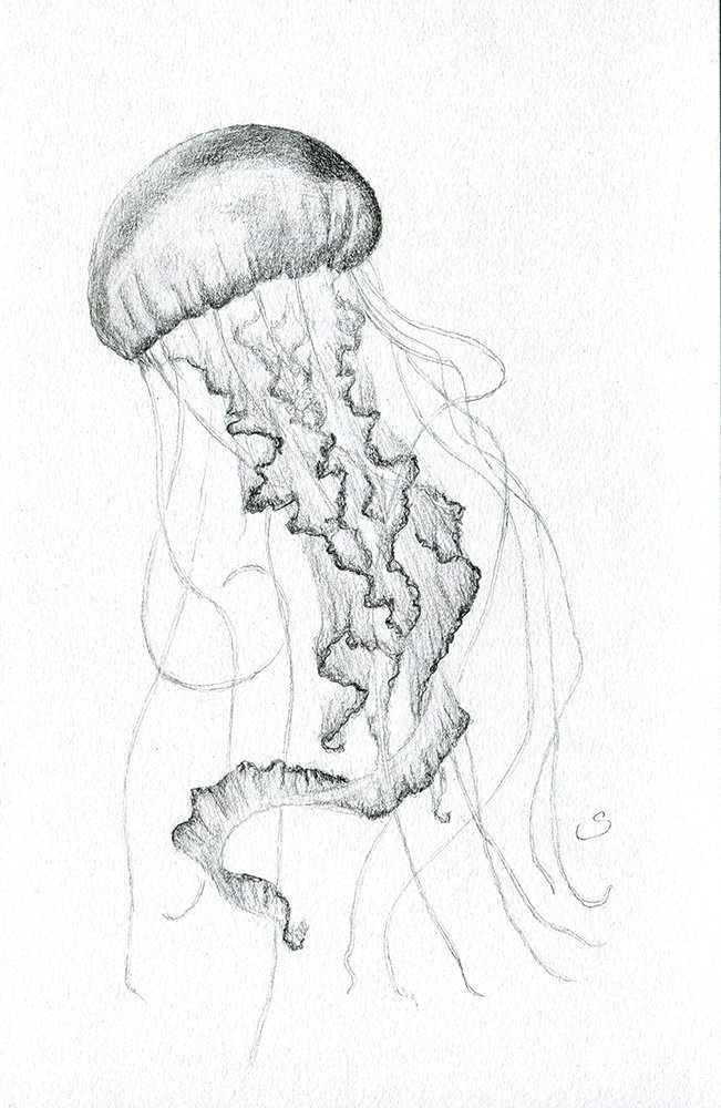 Jellyfish – FlashBurn Designs