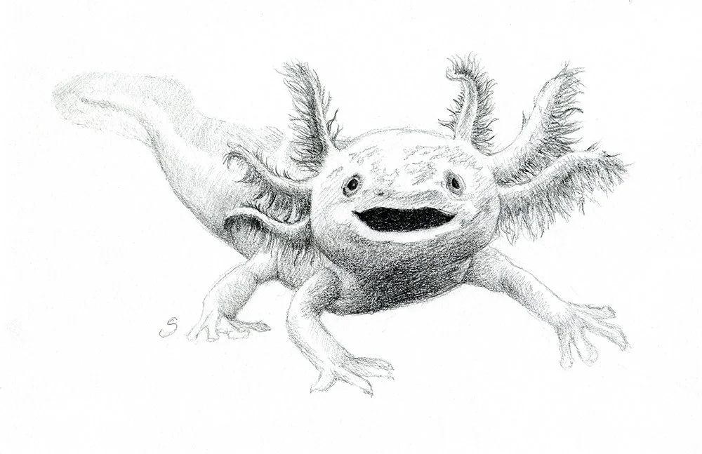89-Axolotl.jpg