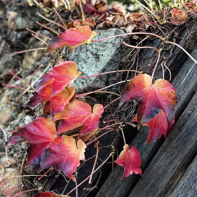 #Kurrajong you&rsquo;re so cute today 🍁