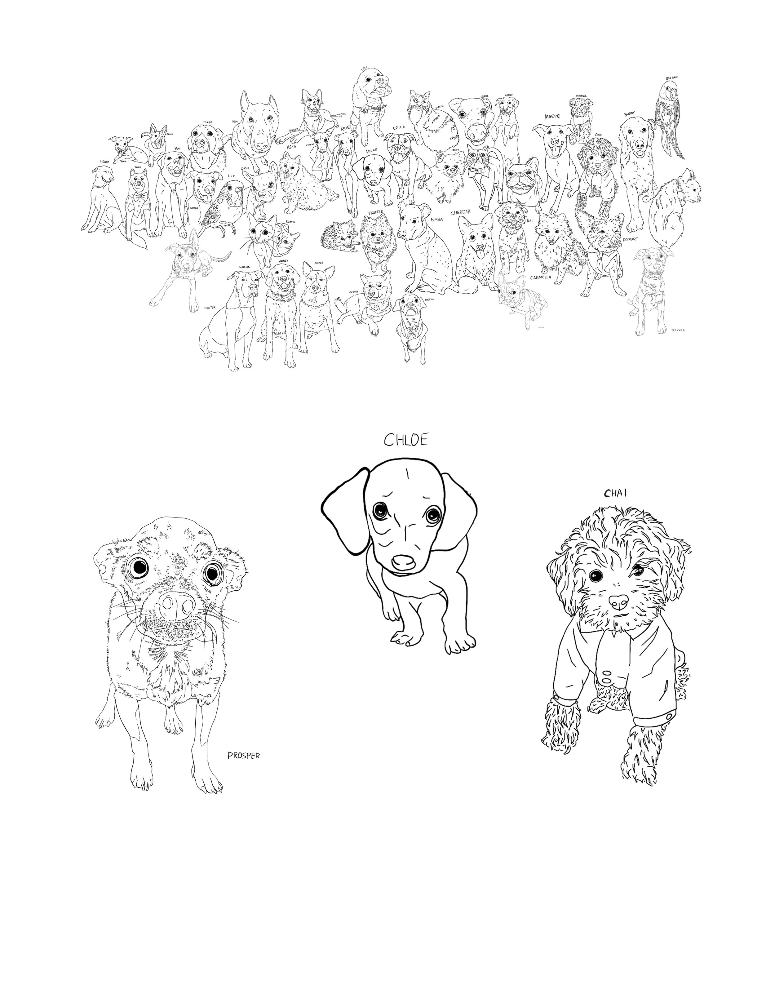 pet.jpg
