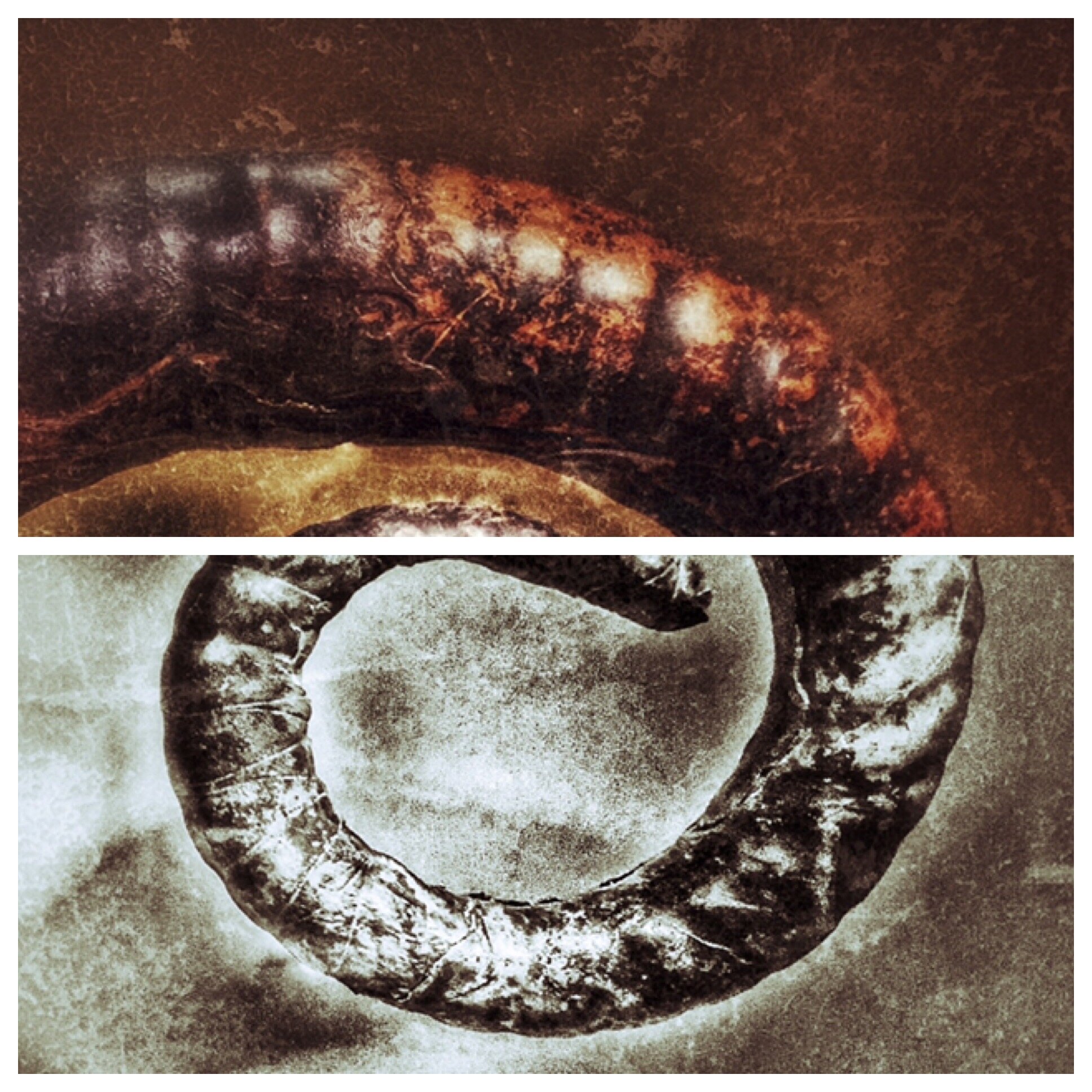 Horns