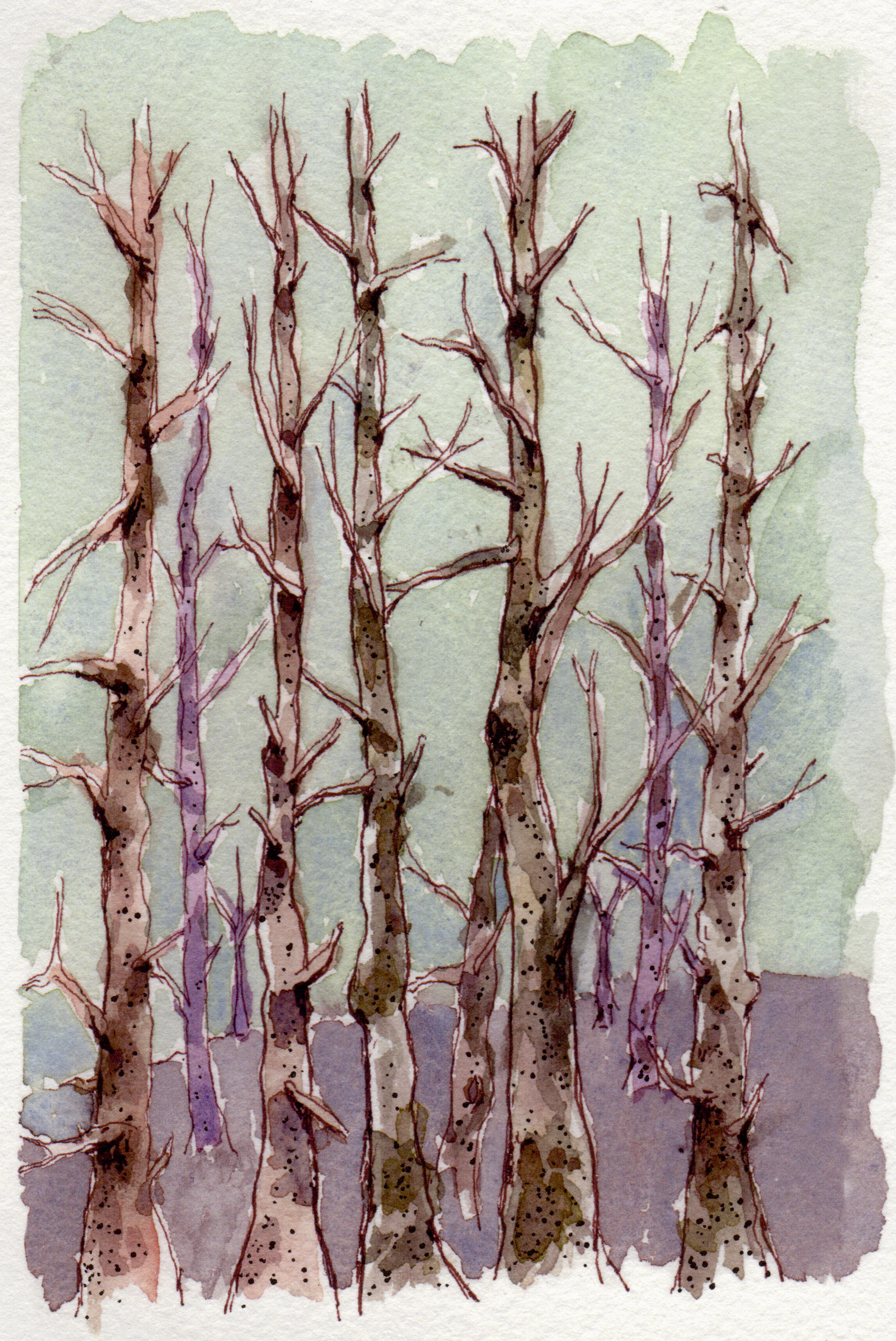 Maine Tree Line