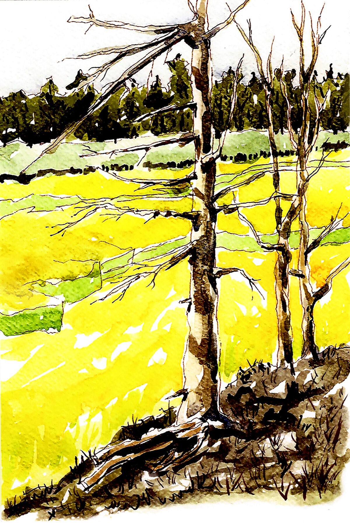 Marsh Trees