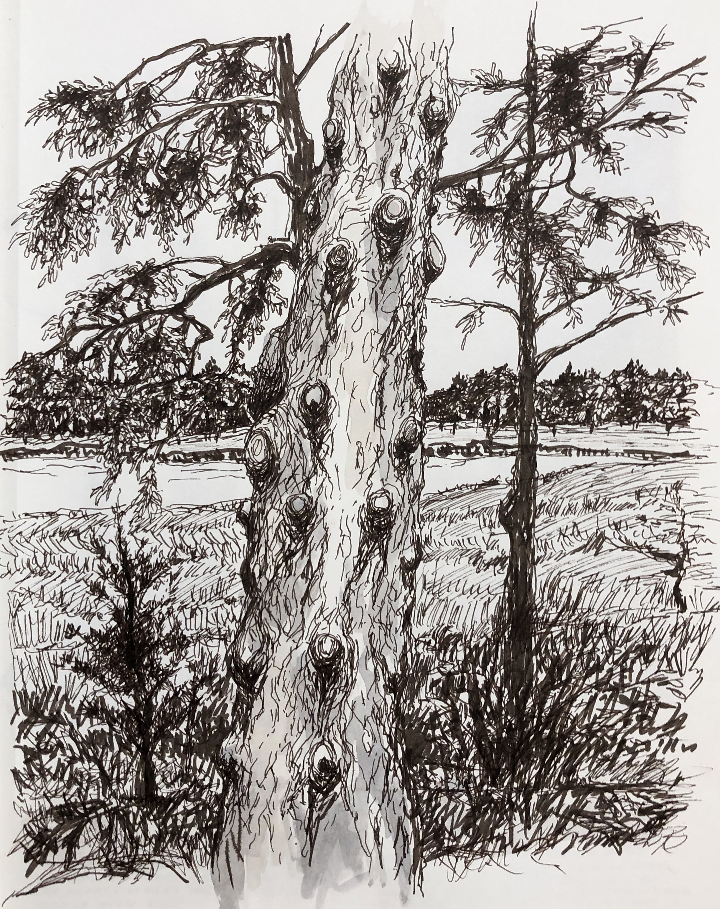 Lower Maine Tree