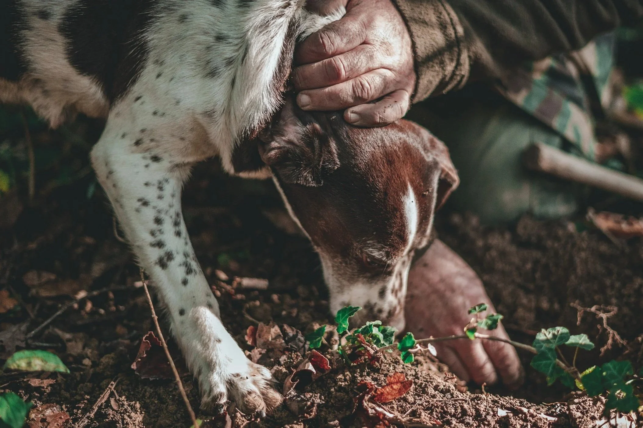 Close-up of a hunter petting a speckled truffle hunting dog sniffing and digging in forest soil.