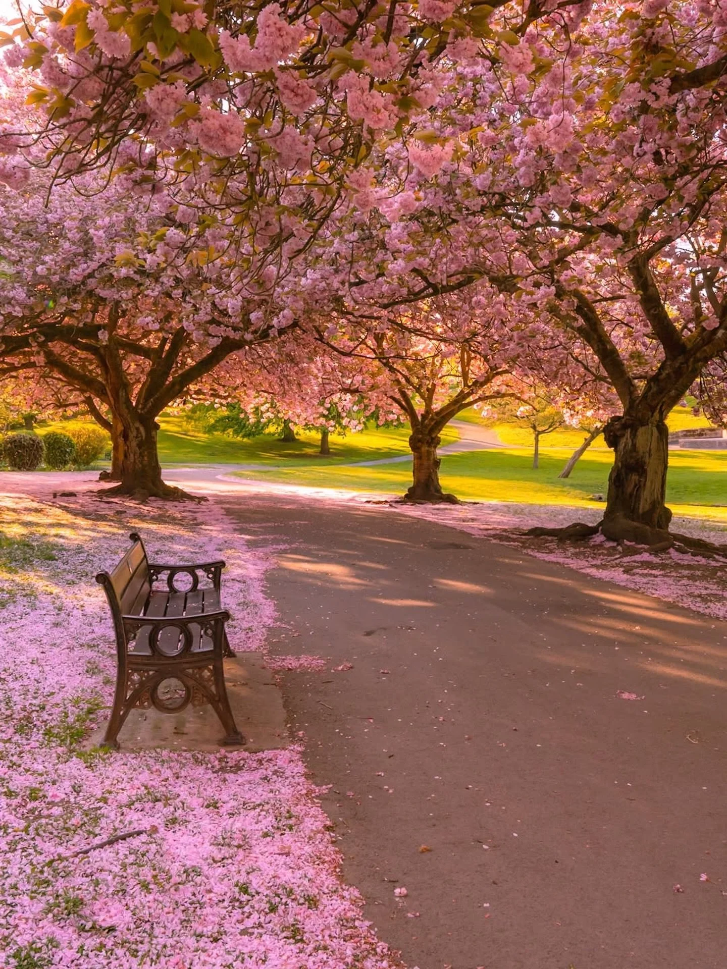 Spring has sprung! 💕🌸

A sea of pink blossoms transforming the Pontefract Friarwood Gardens in West Yorkshire. ✨ 

Picture via yorkshire_brew on Instagram. 

#yorkshire #yorkshirelovers #spring #england #tournesoltravel