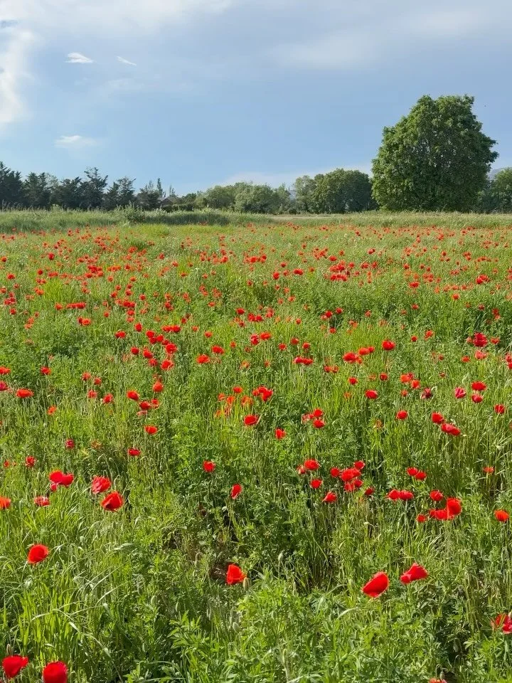Perfect poppy season in Provence 🍓brief, bold, and beautiful. ❤️

Video from provencepoiriers on Instagram

#poppys #poppyseason #france #francetourisme #provence
