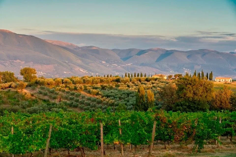 Lush green vineyards and olive groves in Montefalco Umbria with rolling hills and mountains in the background