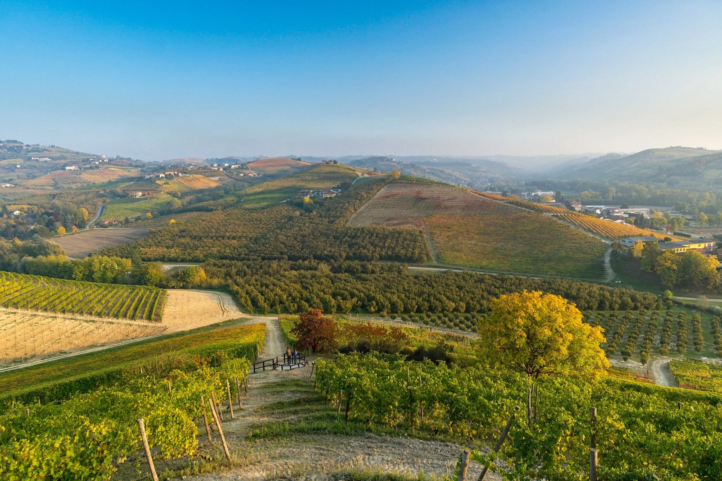 High-angle view of lush, rolling vineyard hills and autumn foliage in the Langhe wine region of Piedmont, Italy.
