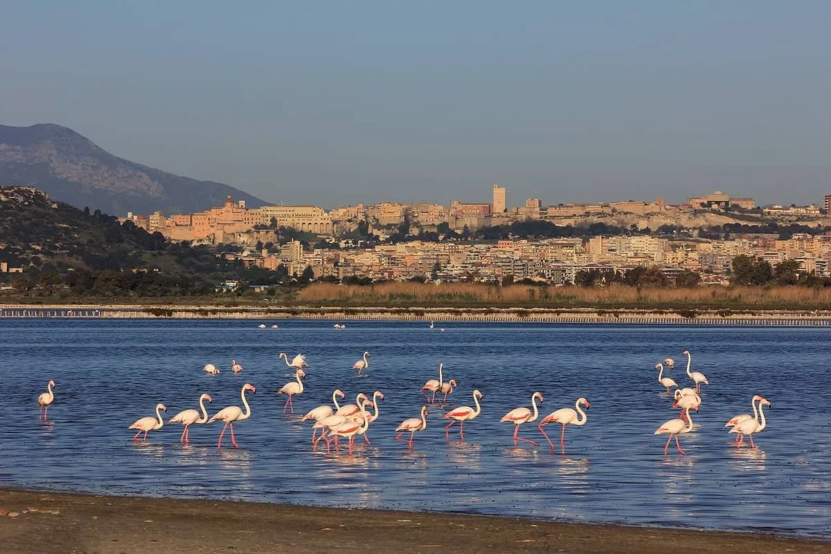 Flock of wild pink flamingos wading in the blue waters of Molentargius salt lagoon with the historic skyline of Cagliari and distant hills in the background.