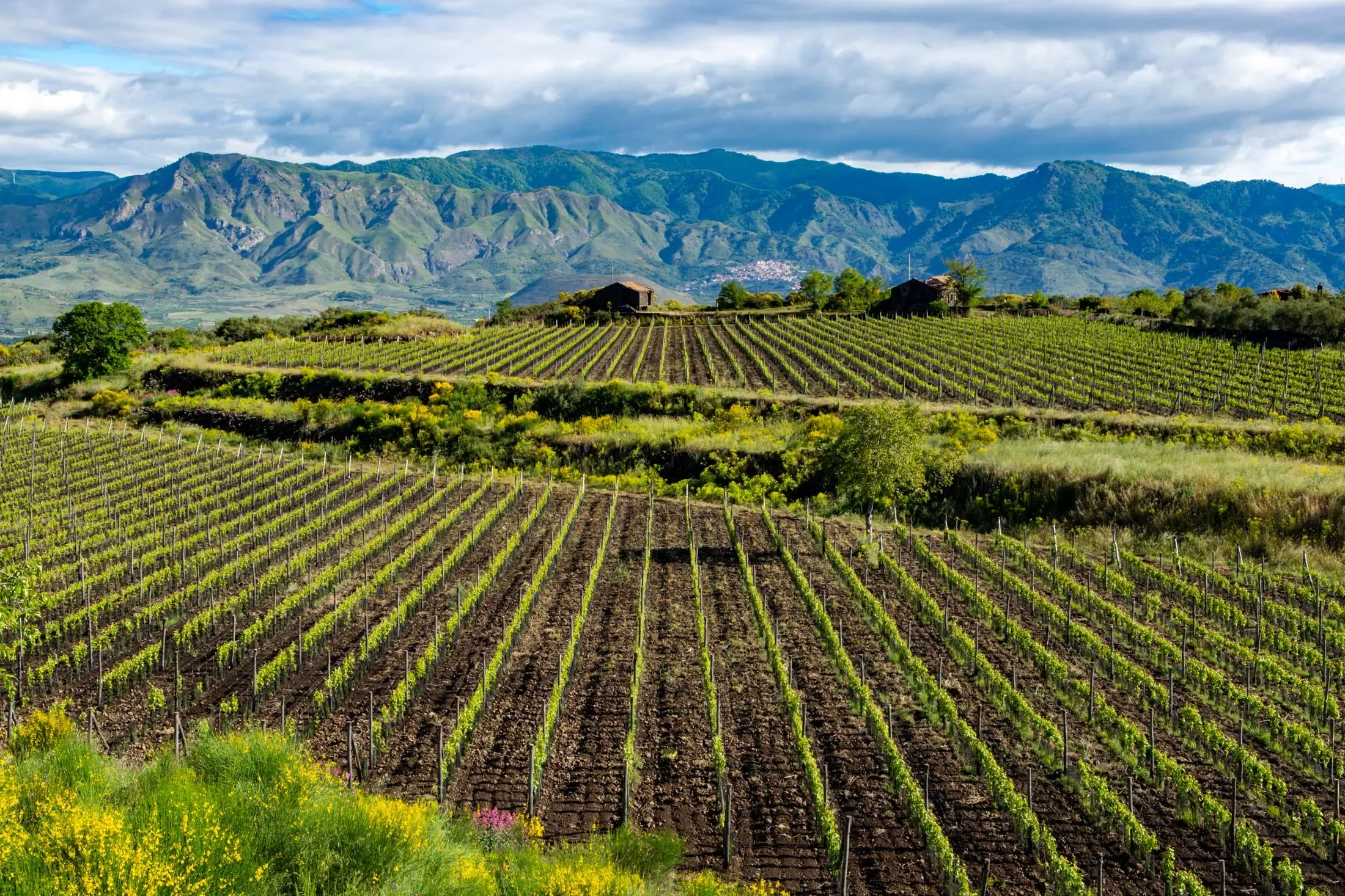 Terraced vineyard rows planted in dark volcanic soil on the slopes of Mount Etna with rolling green mountains in the background under a blue sky in Sicily.