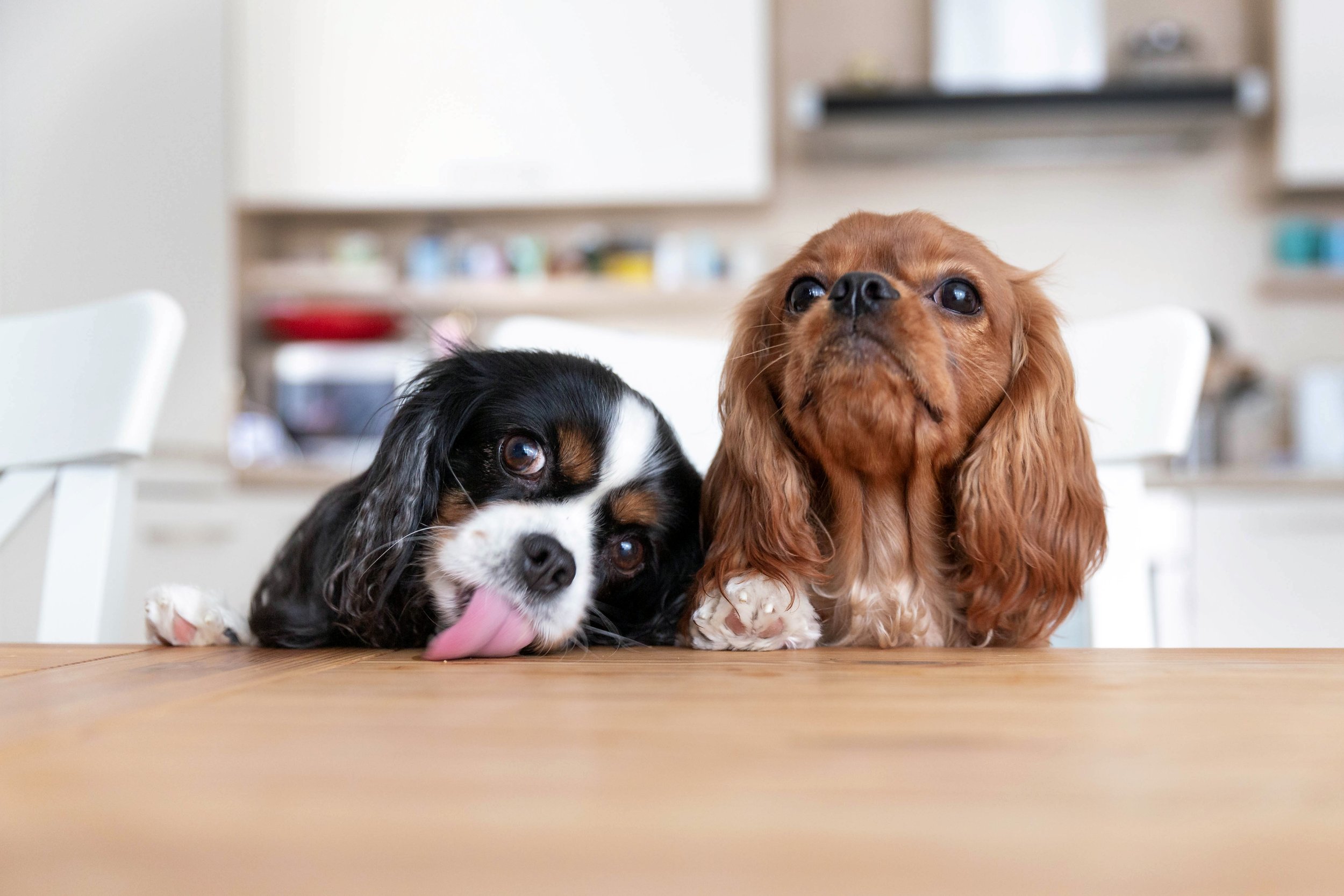 Dogs licking counter_iStock-1126117075.jpeg