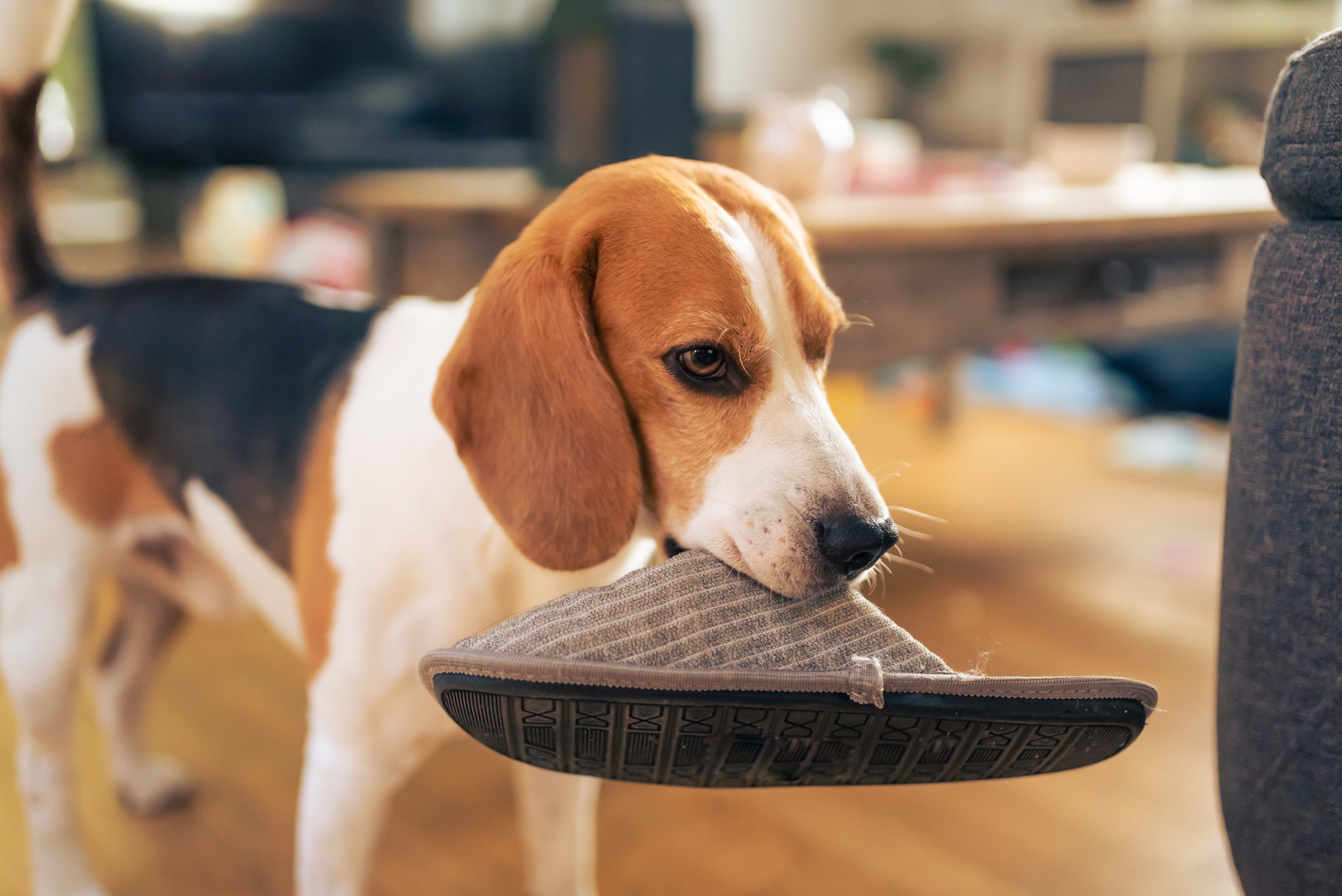 Beagle dog with slipper_iStock-1286002255.jpeg