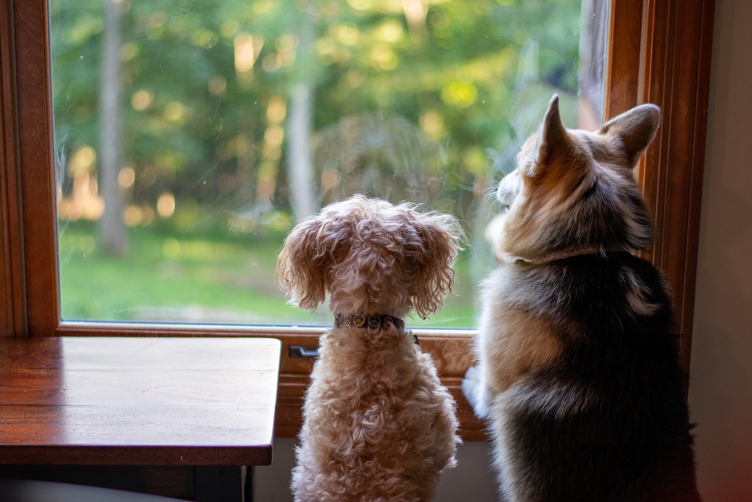 Two dogs looking out window_iStock-1176111300.jpeg