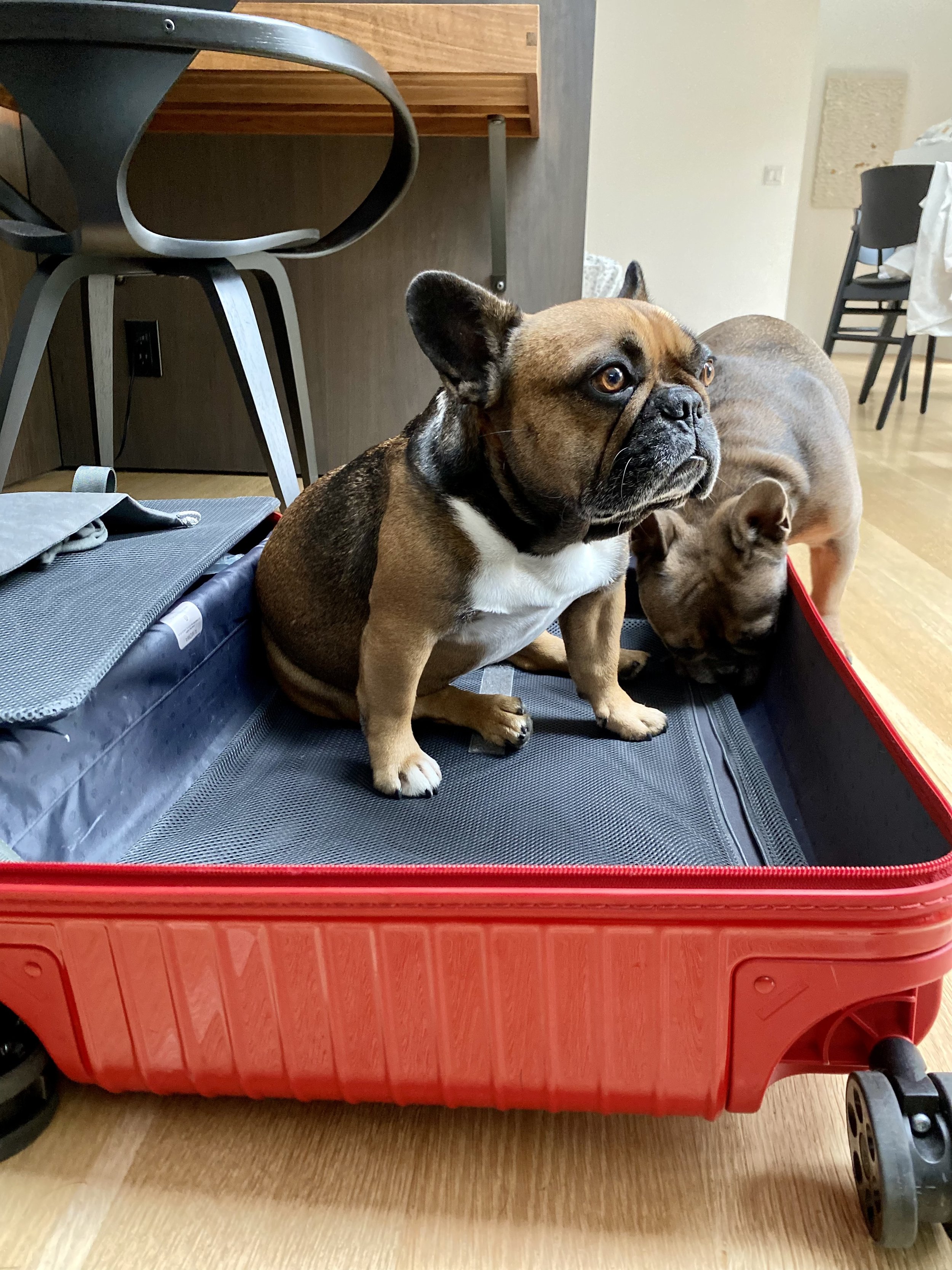 Charlie + Squirt in suitcase.jpeg