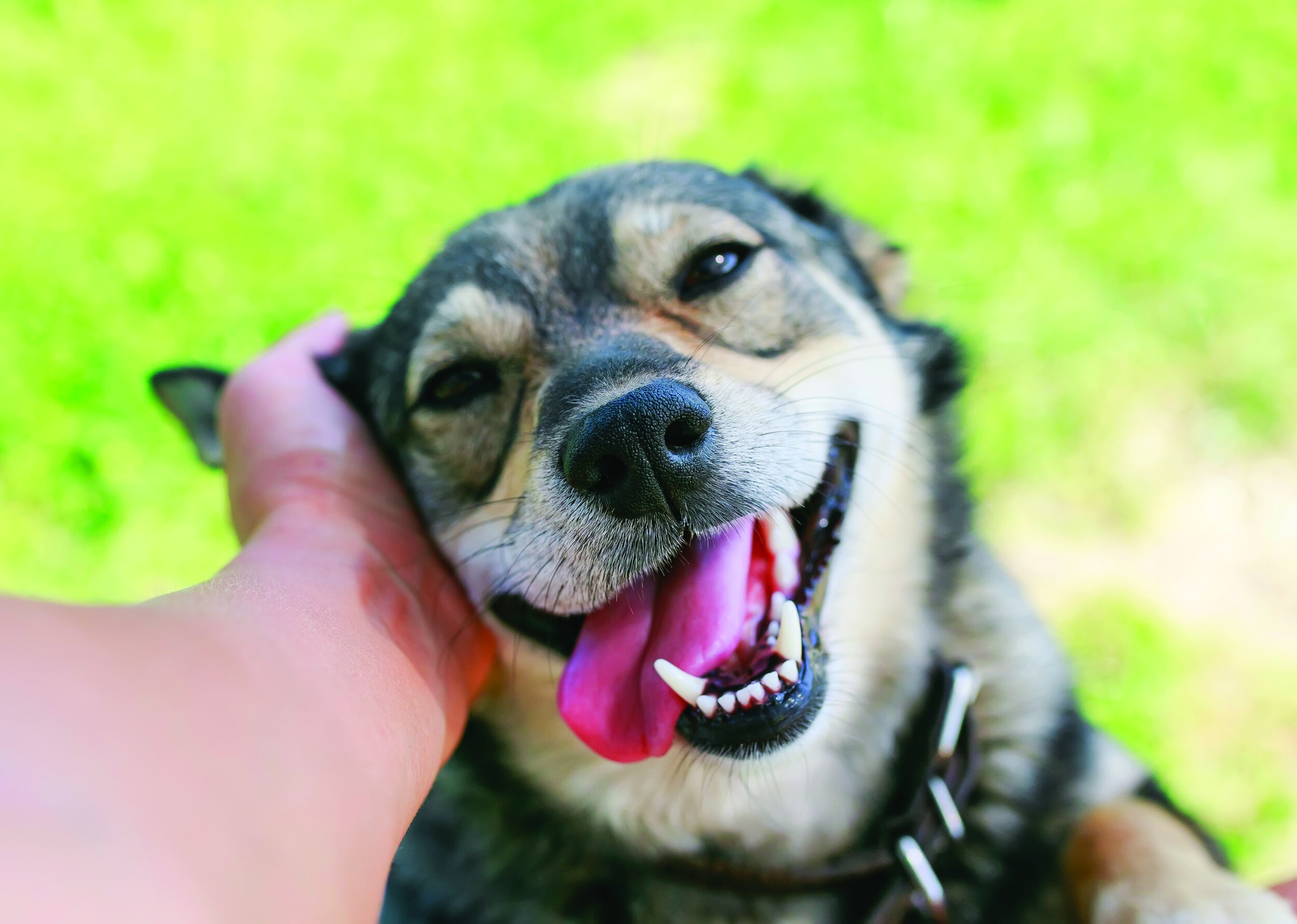 Dog smiling while being petted_CMYK_iStock-1041987360.jpg