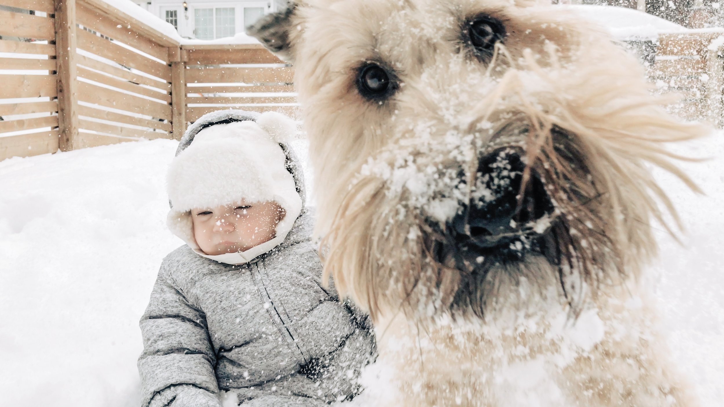 Snow-dog-baby.jpg
