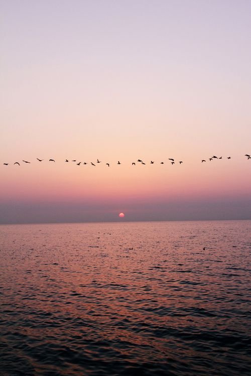 birds in sunset.jpg