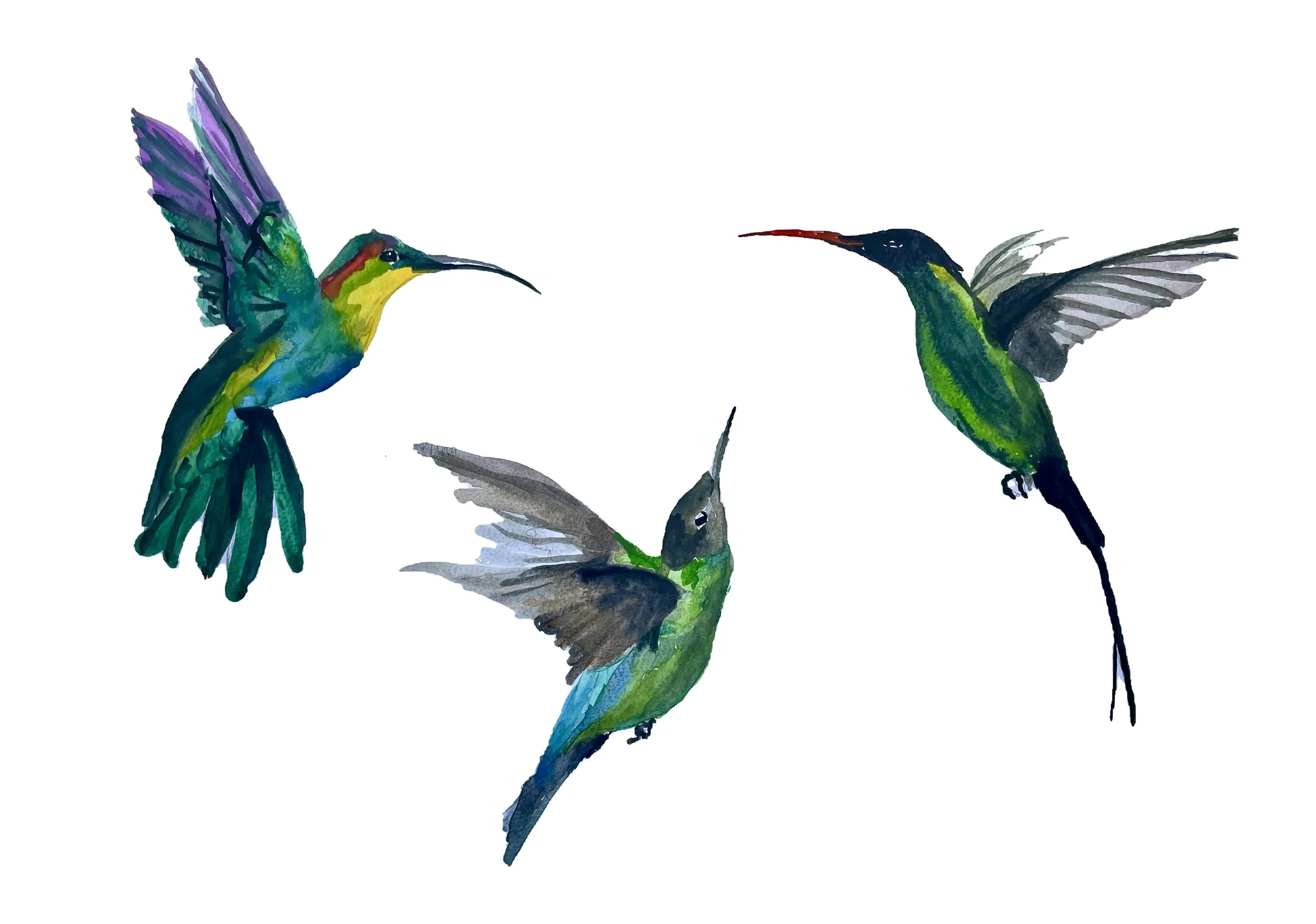 Humming birds by Candy vR
