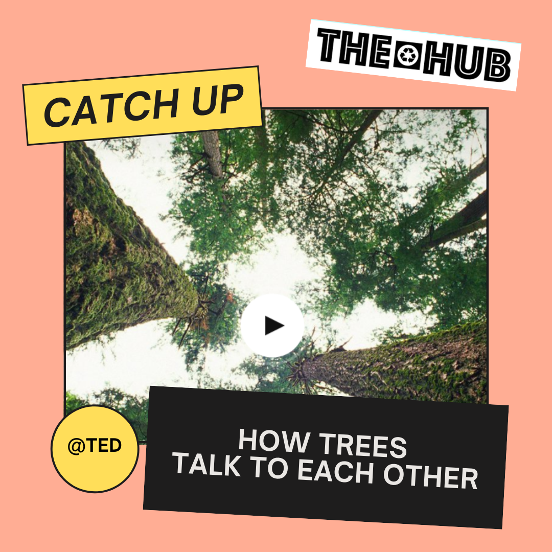 How Trees Talk to Each Other - Dr Suzanne Simard TED Talk