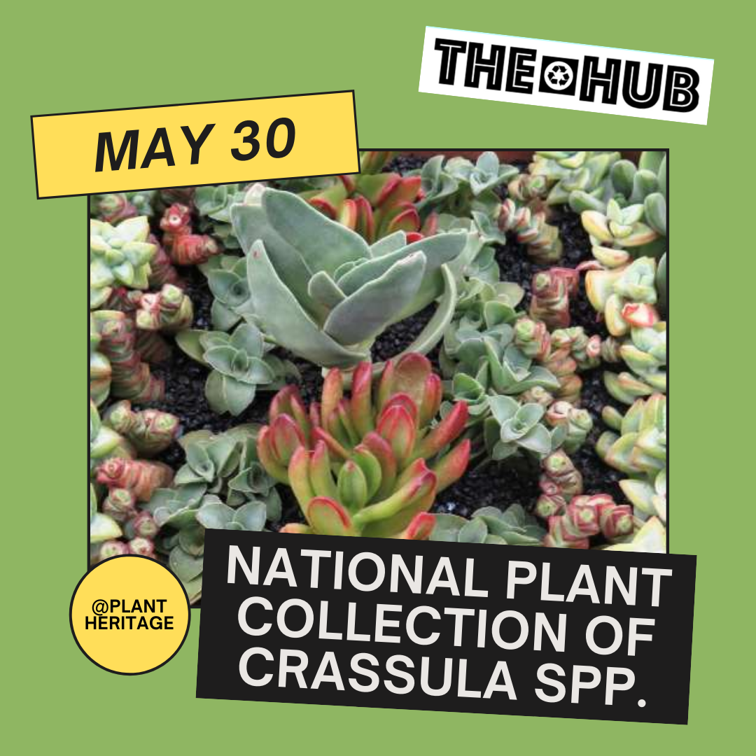 National Plant Collection of Crassula
