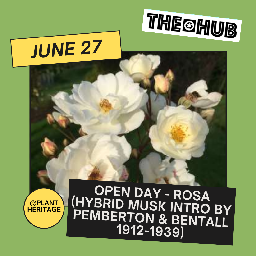 Open Day - Rosa (Hybrid Musk intro by Pemberton & Bentall 1912-1939)