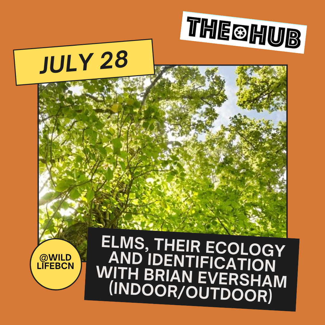 Elms, their ecology and identification with Brian Eversham (indoor/outdoor)