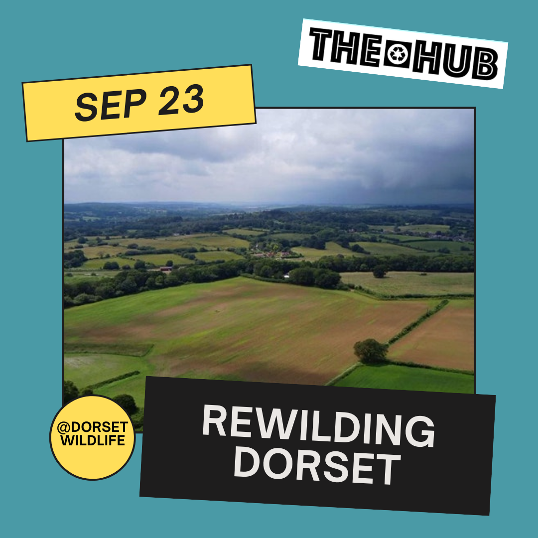Rewilding Dorset
