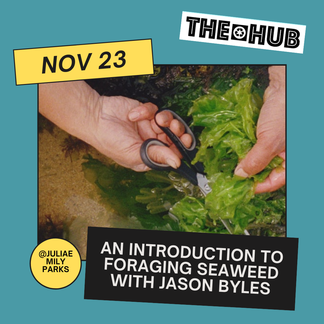 An introduction to foraging Seaweed with Jason Byles