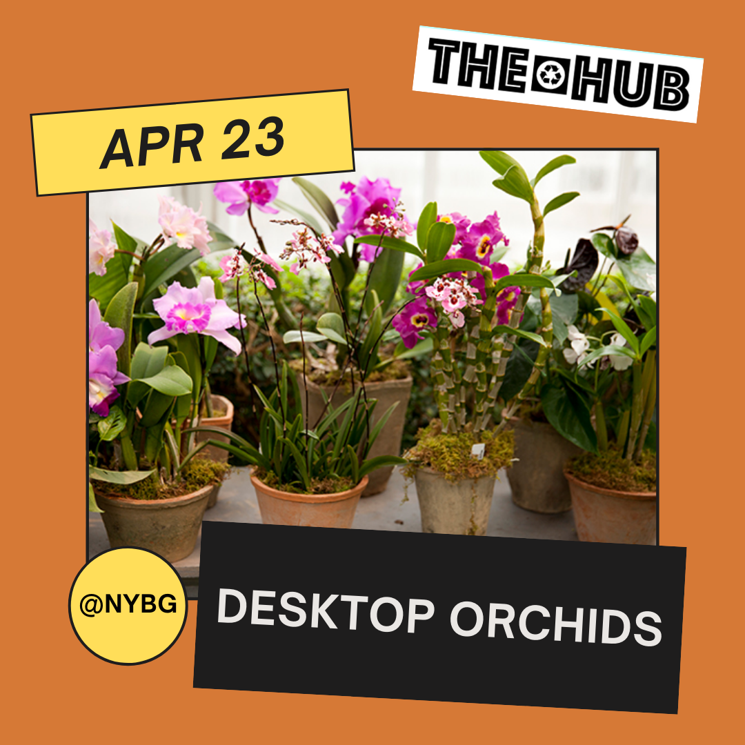 Desktop Orchids