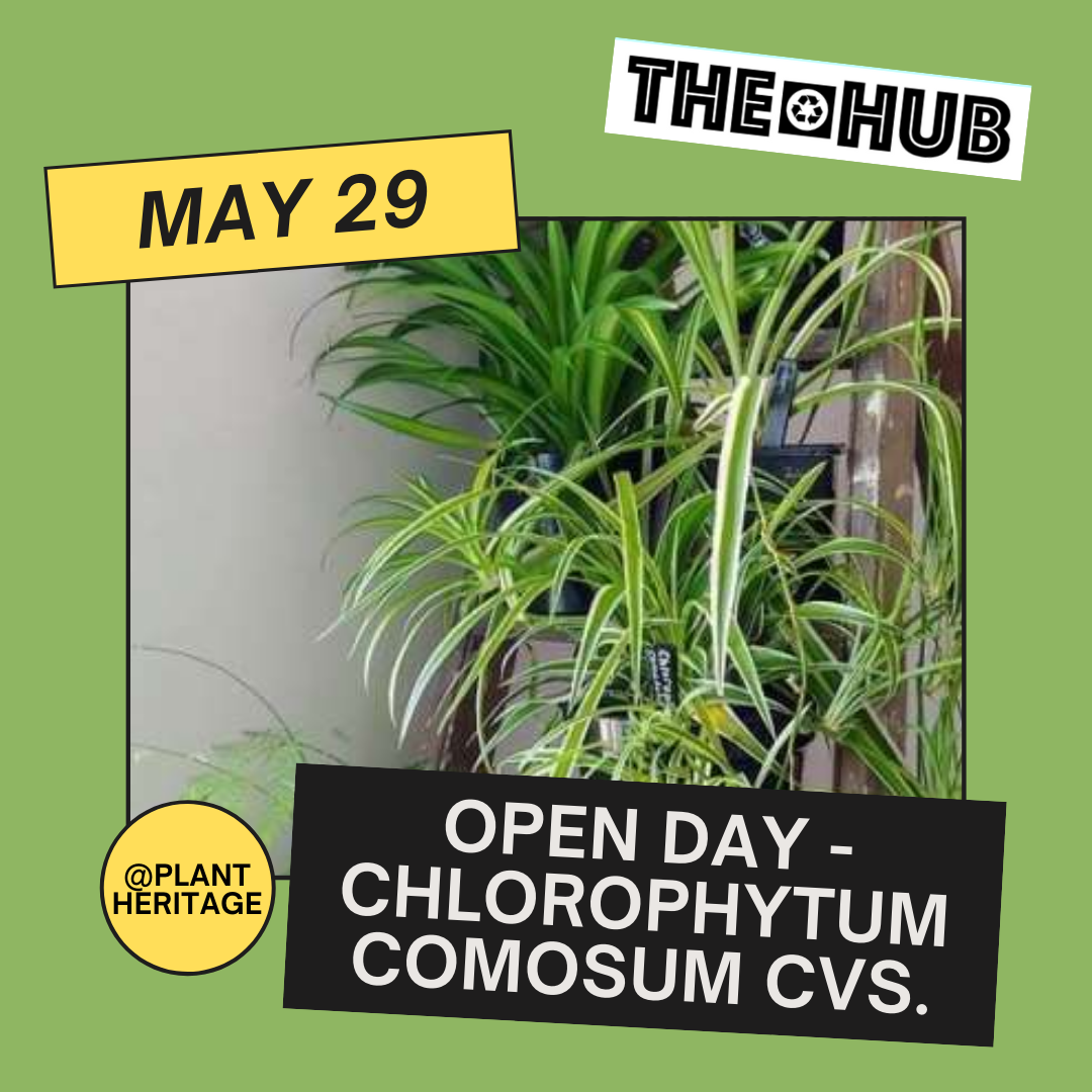 Open Day - Chlorophytum comosum cvs.