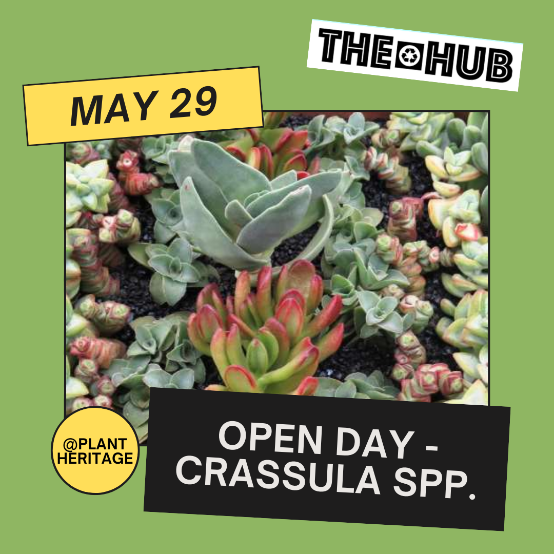 Open Day - Crassula spp.