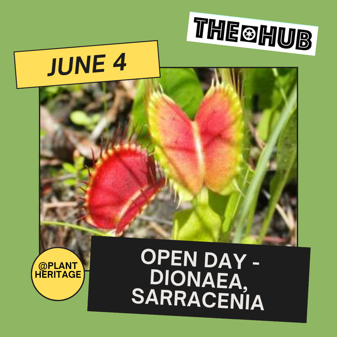 Open Day - Dionaea, Sarracenia