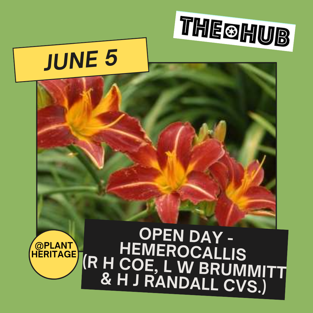 Open Day - Hemerocallis (R H Coe, L W Brummitt & H J Randall cvs.)