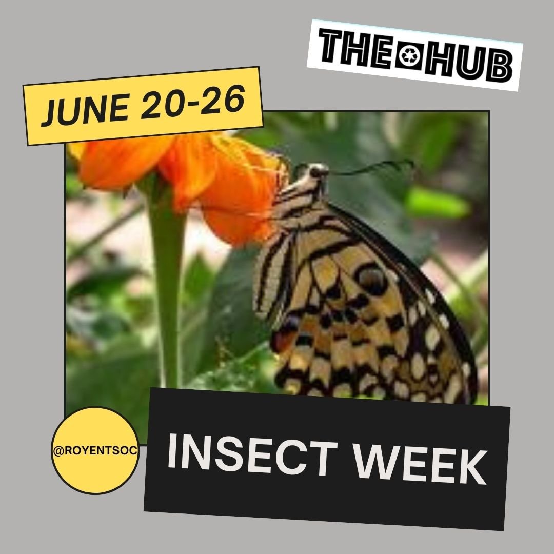 Insect Week — THE HUB