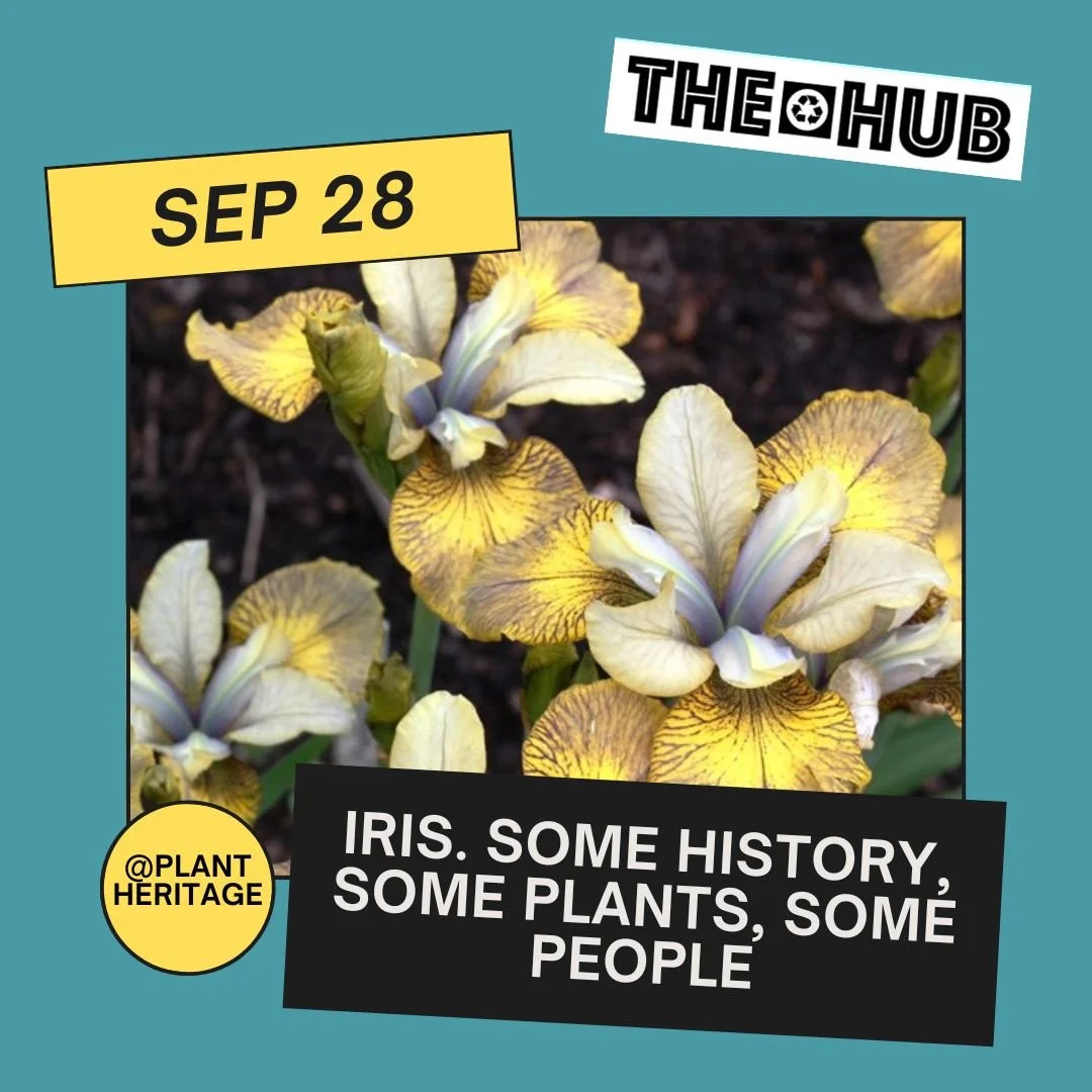Iris. Some history, some plants, some people.