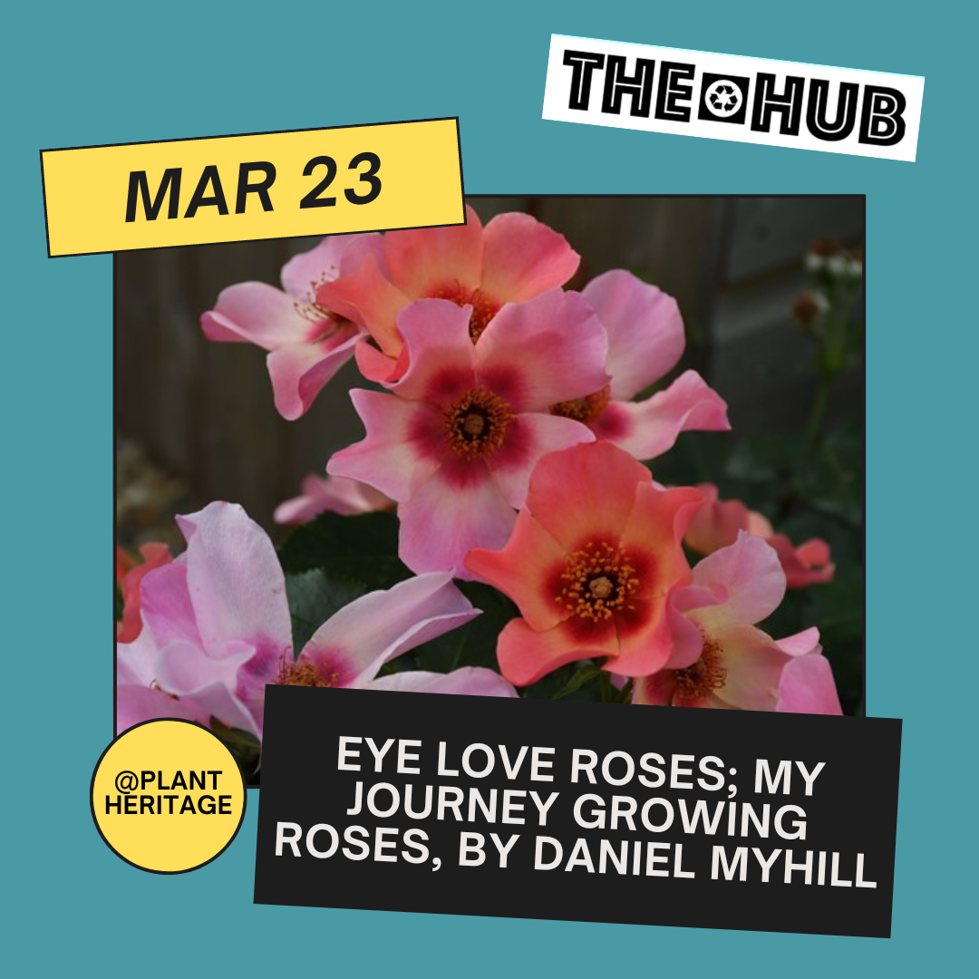 Eye Love Roses; my journey growing roses, by Daniel Myhill — THE HUB