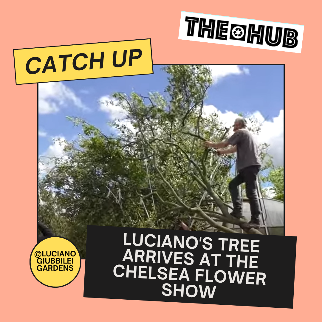 Luciano's Tree arrives at the Chelsea Flower Show