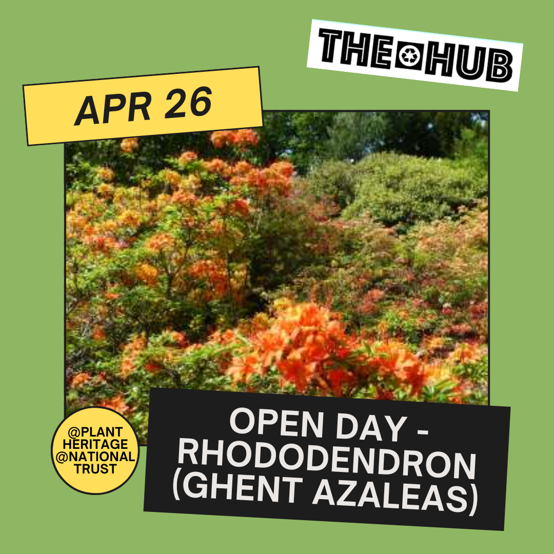 Open day - Rhododendron (Ghent azaleas)