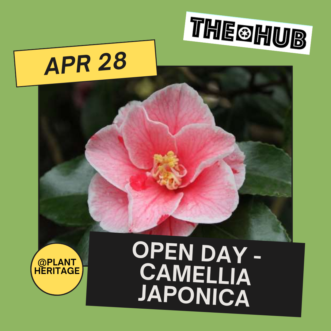 Open Day - Camellia japonica