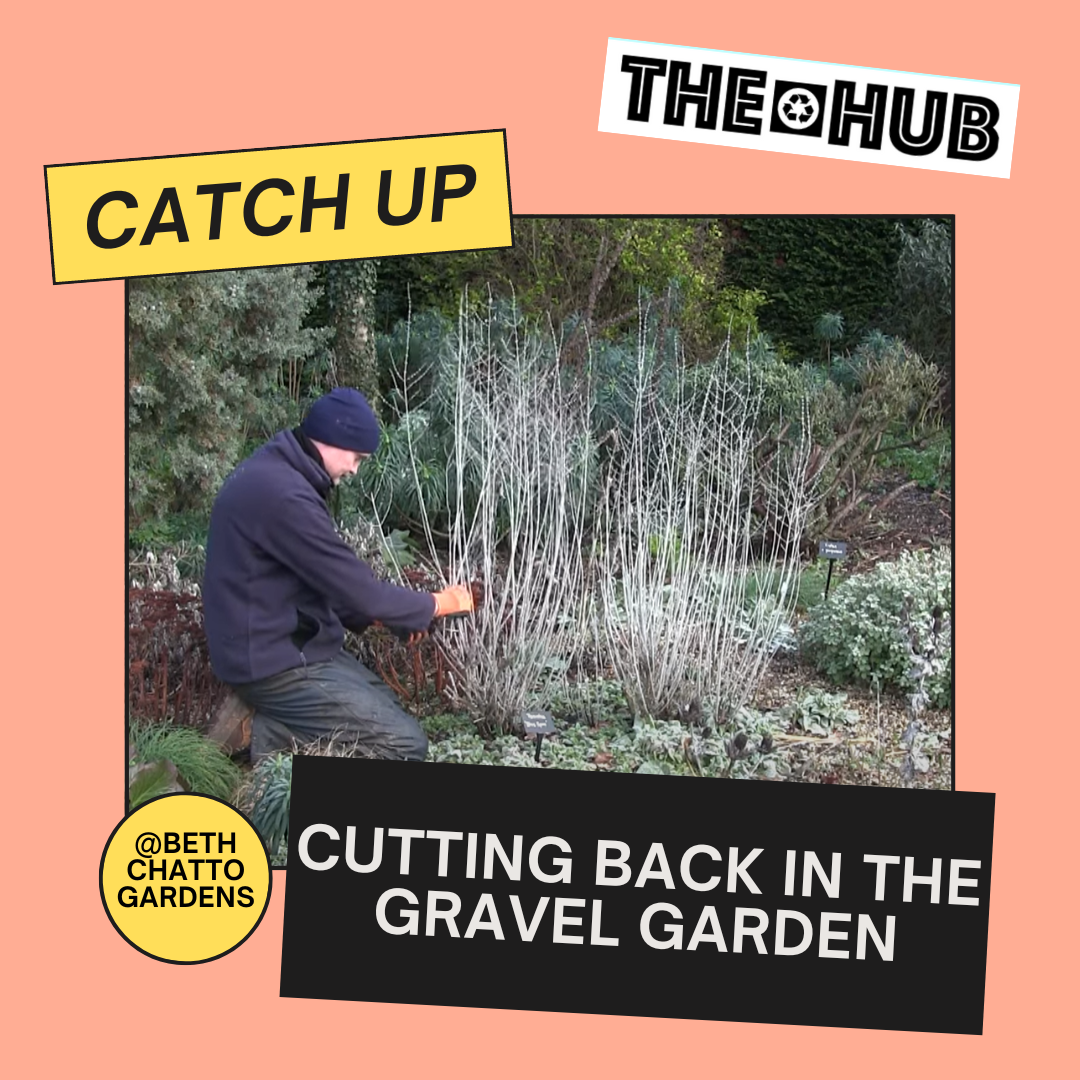 Cutting Back in the Gravel Garden