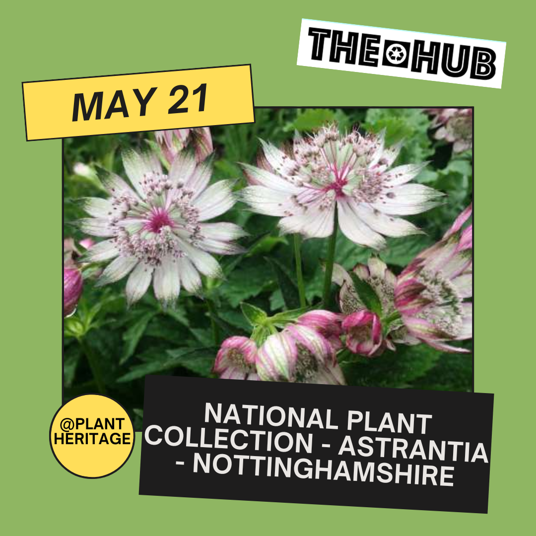 National Plant Collection - Astrantia - Nottinghamshire