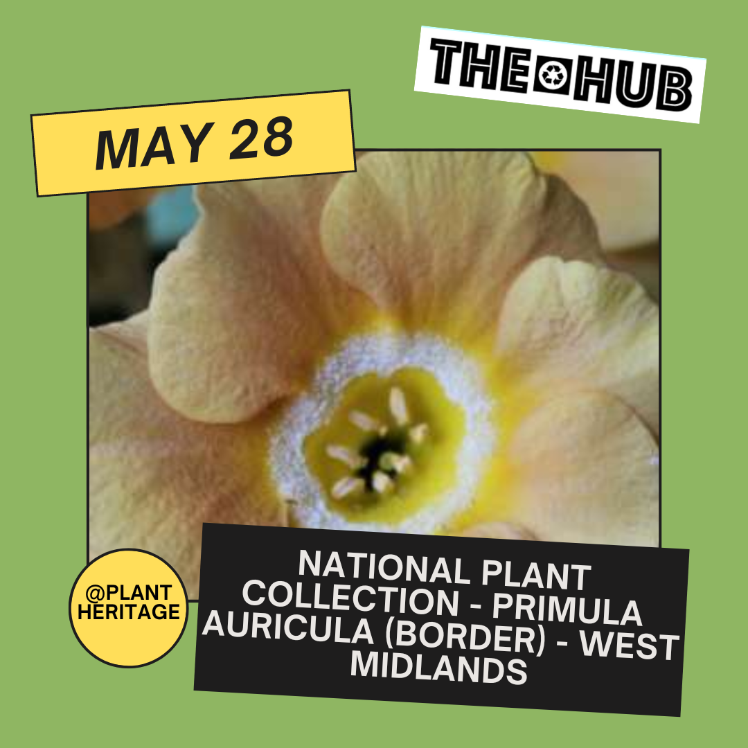 National Plant Collection - Primula auricula (Border) - West Midlands