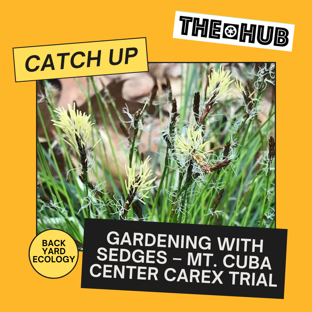 Gardening with Sedges – Mt. Cuba Center Carex Trial
