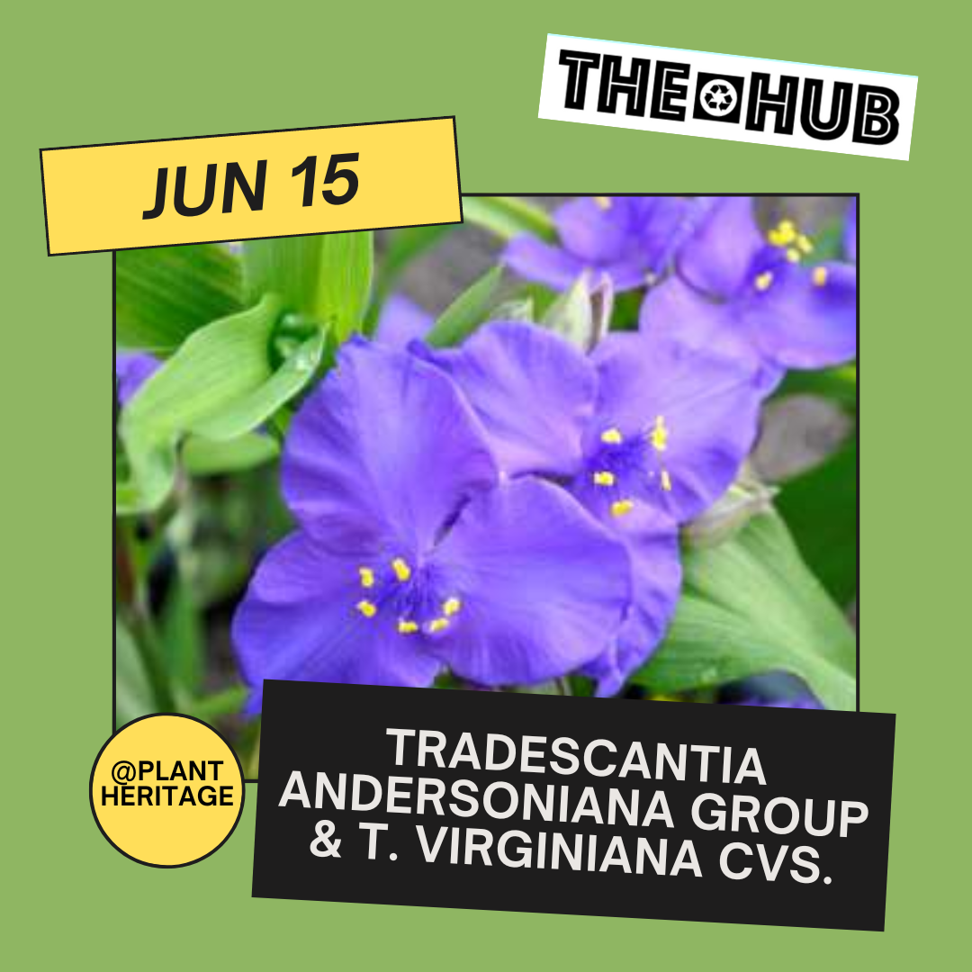 Tradescantia Andersoniana Group &amp; T. virginiana cvs.