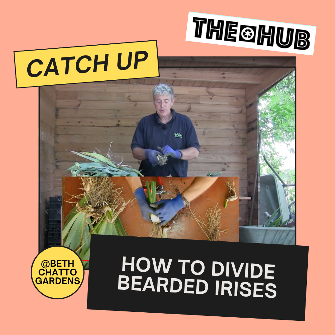 How to divide Bearded Irises
