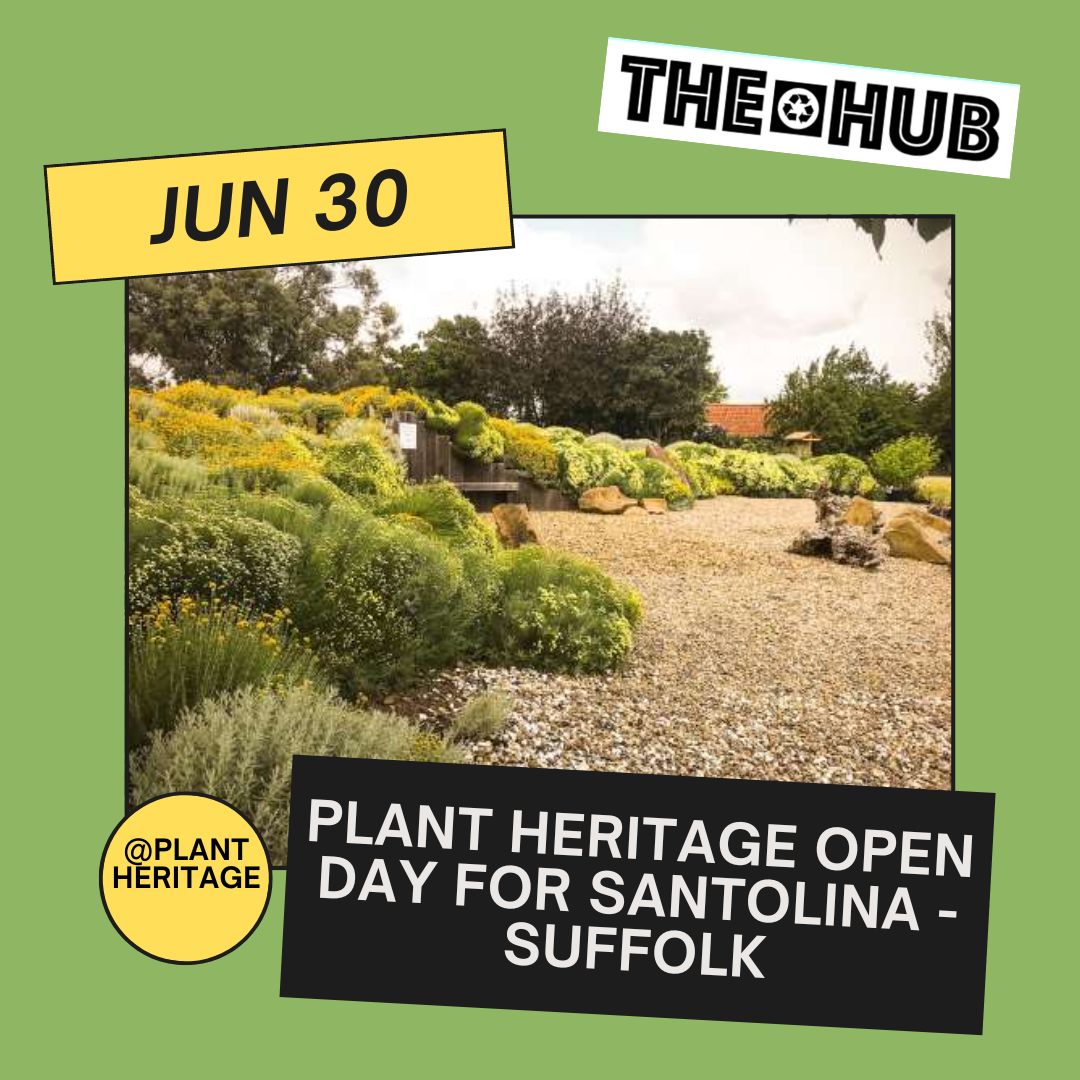 Plant Heritage Open Day for Santolina - Suffolk